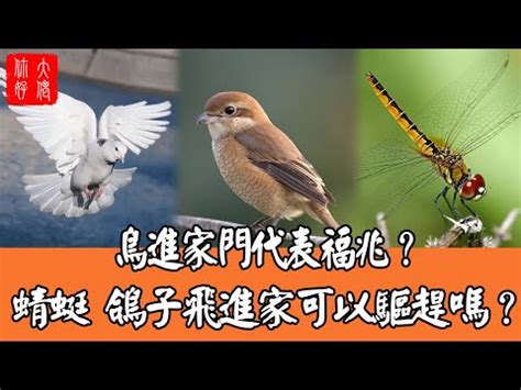 鳥飛 入 屋 風水|【家裡飛來鳥】家裡飛來吉祥鳥？鳥類進家預示什麼吉凶福禍？